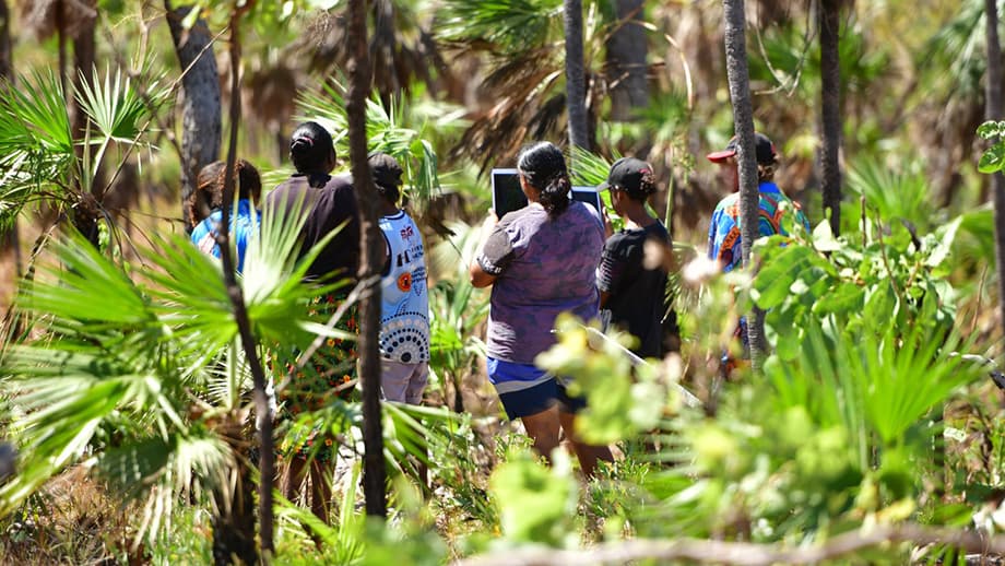 the backs of young people surrounded by bush