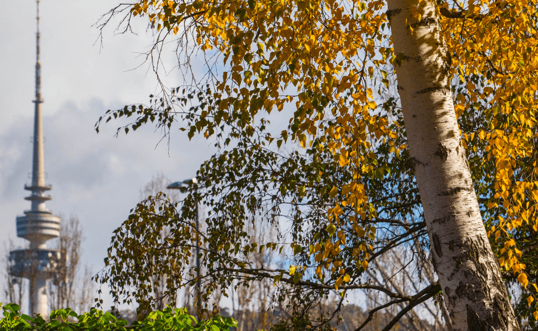 An autumnal trees and a view of Black Mountain from the ANU campus