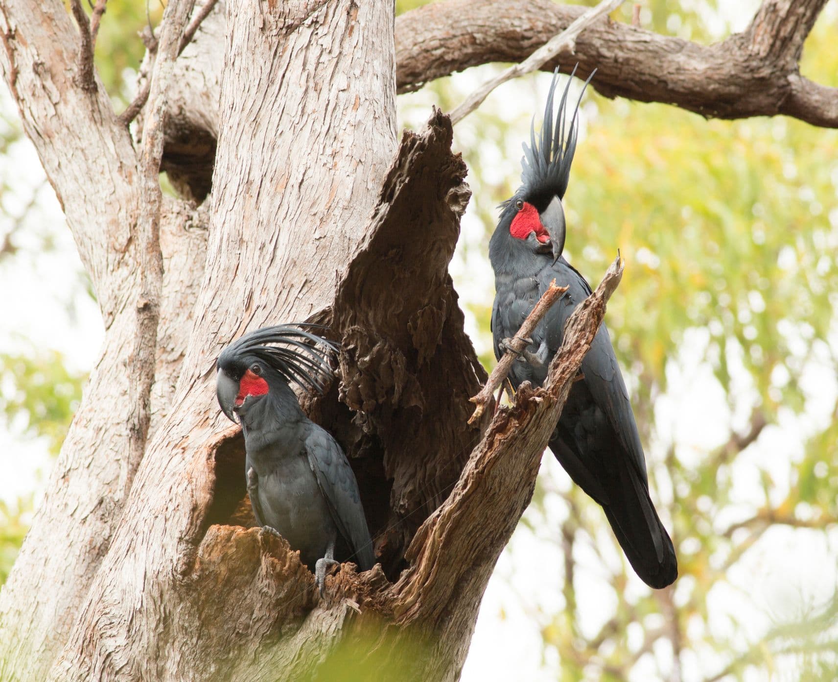 Two black palm cockatoos sit in a tree.