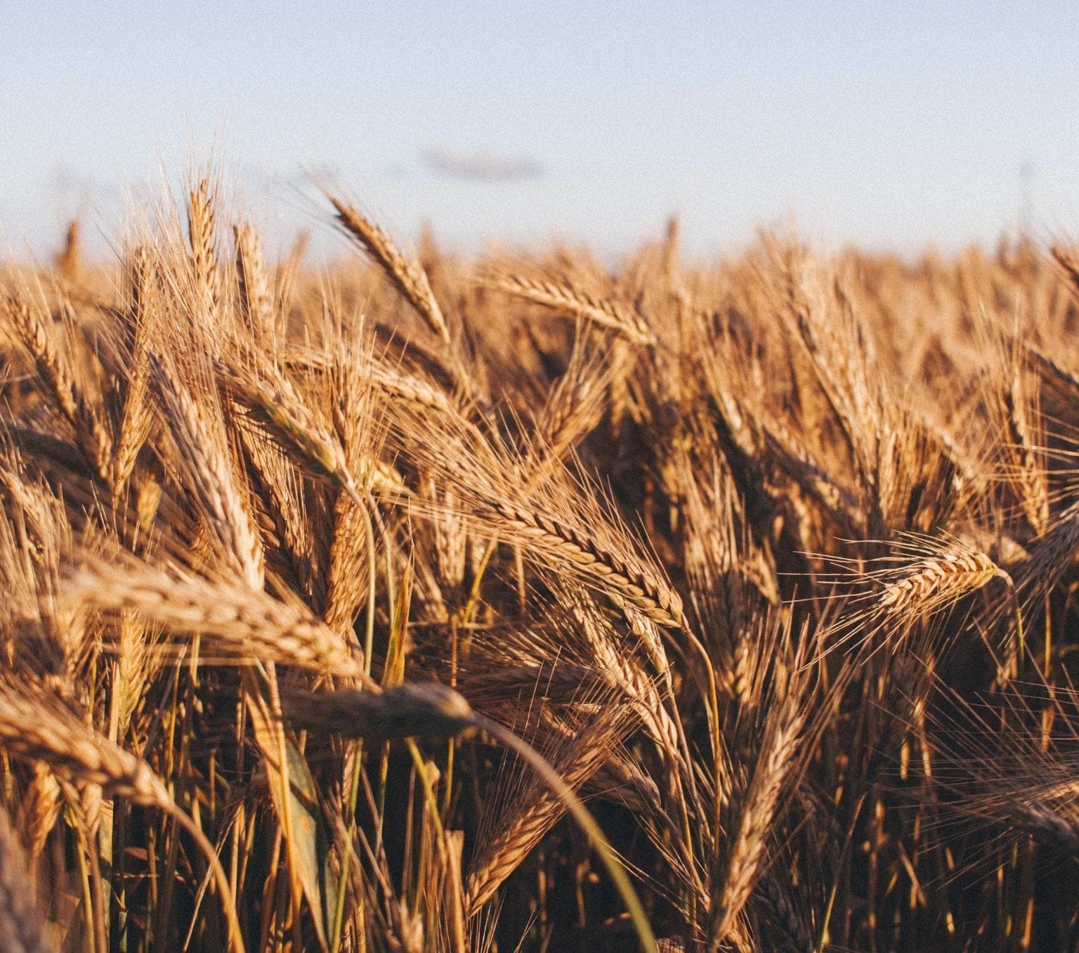 A field of wheat against a pale blue sky.