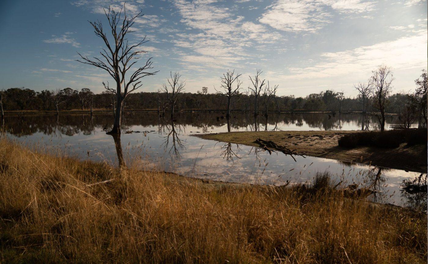 A body of water at Mulligans Flat, reflecting the blue of the sky above. There are leafless trees along the bank.