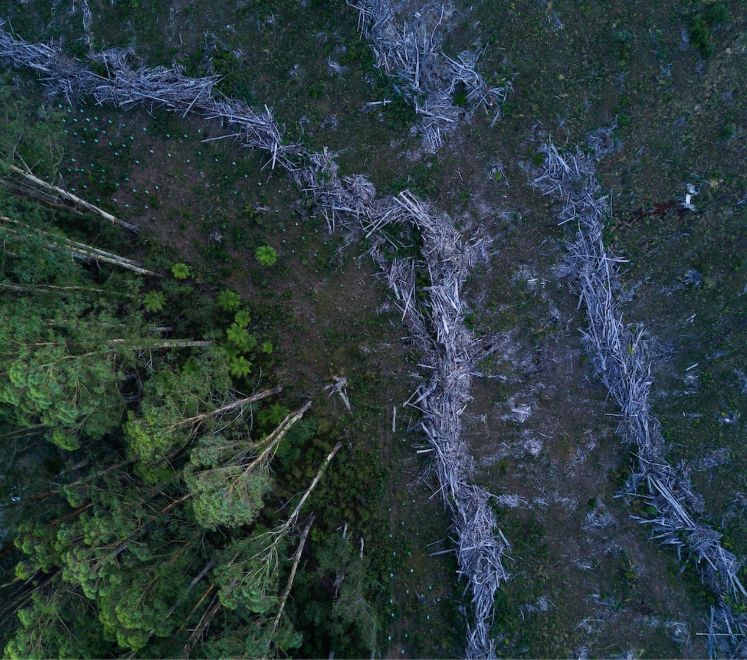 An aerial view of trees in a forest in Victoria