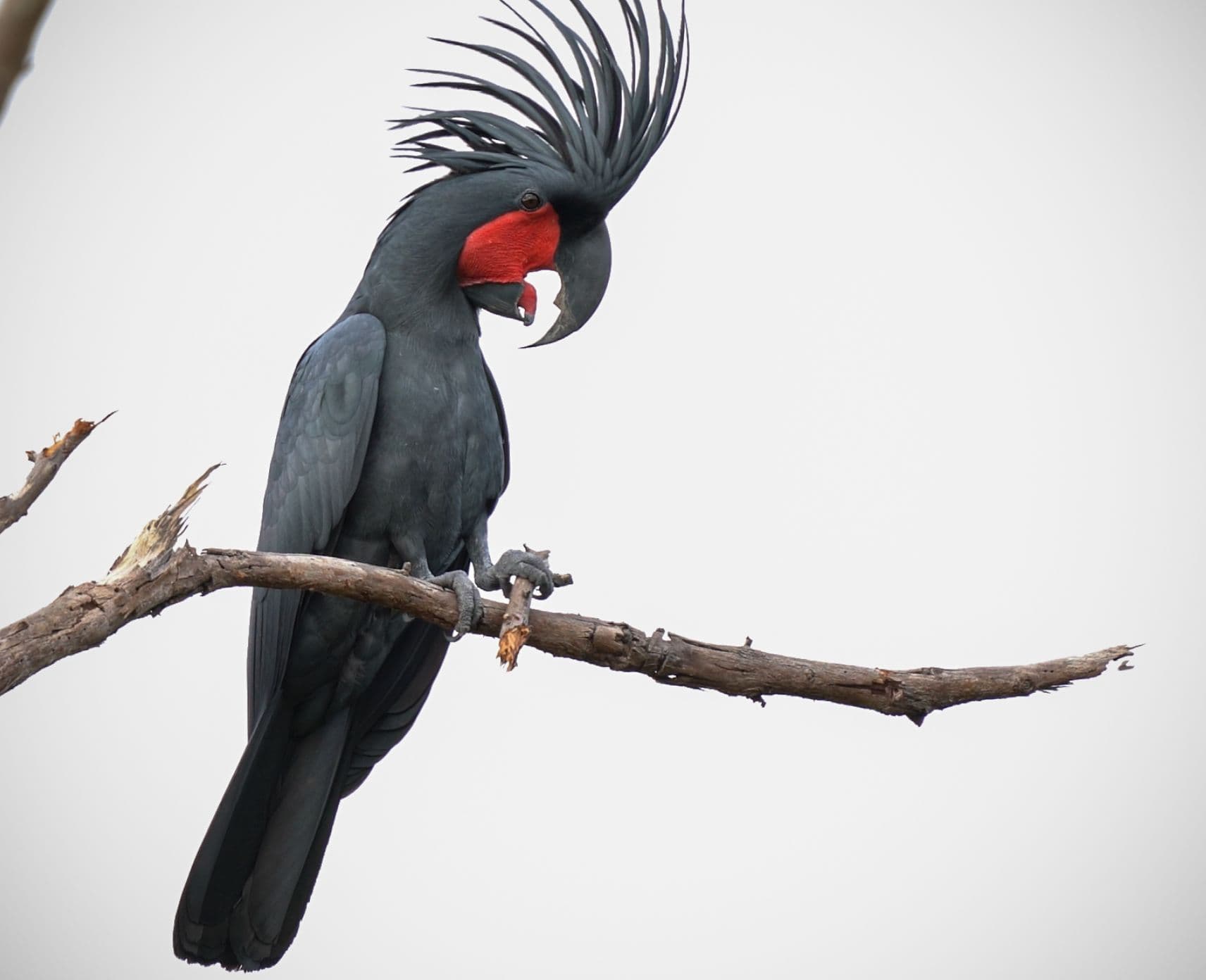 Close-up of a palm cockatoo sitting on a tree branch