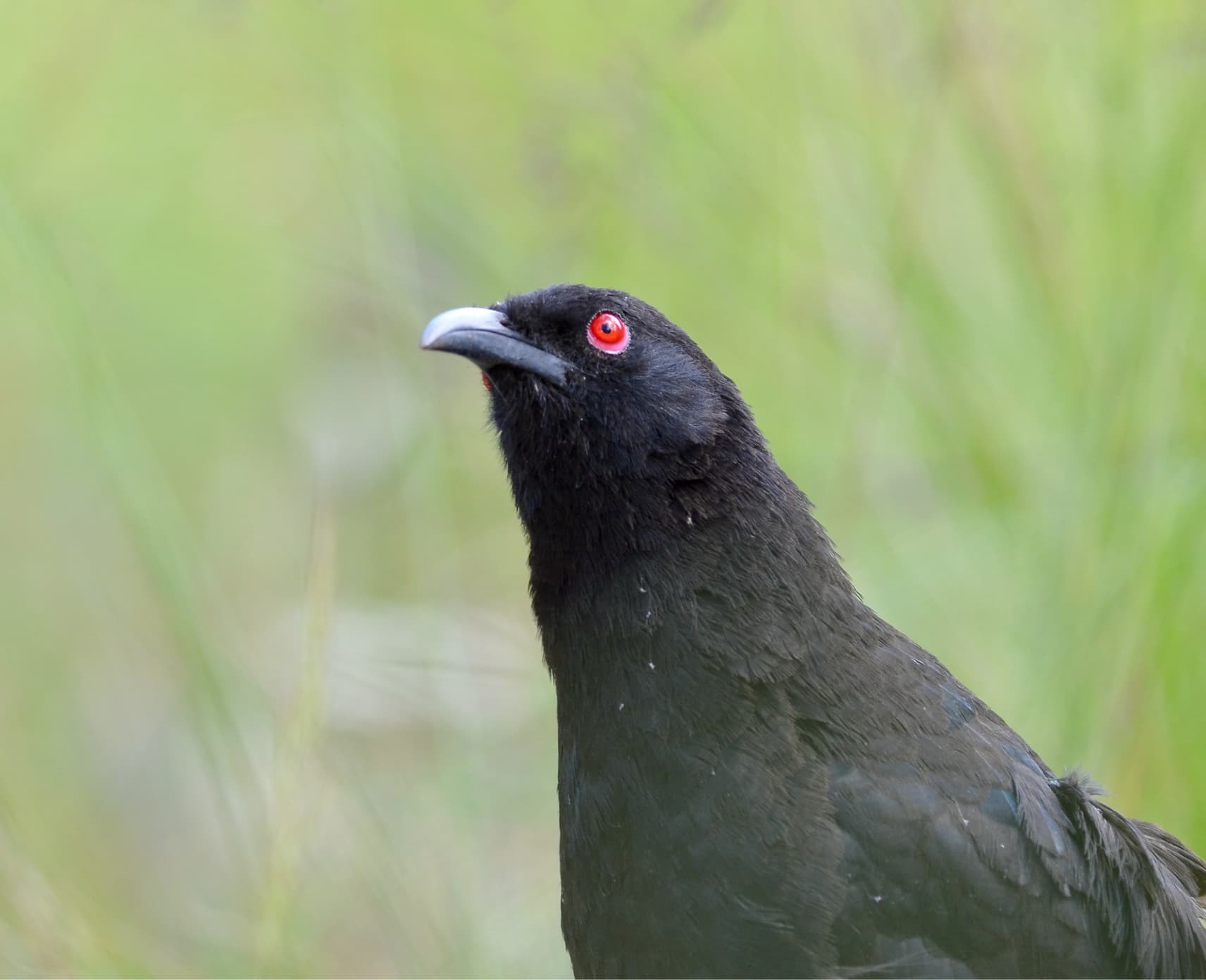 Single chough