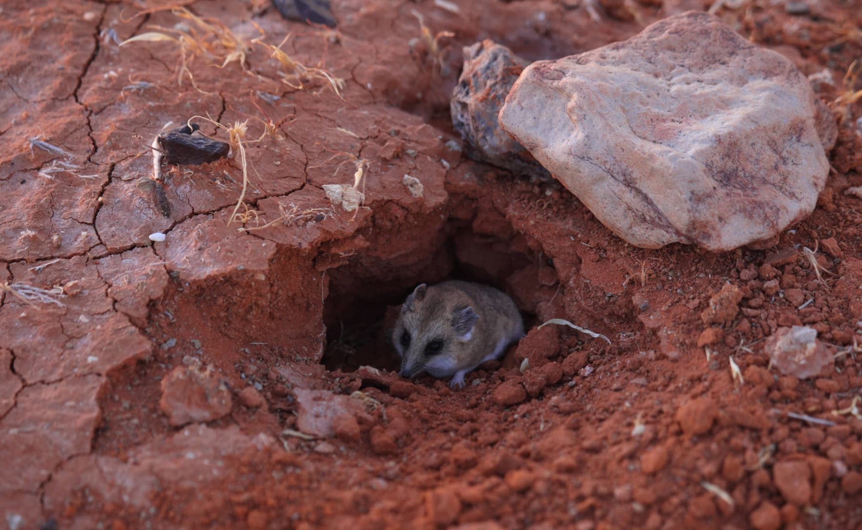 A fat tailed dunnart hides among red outback rocks and dirt