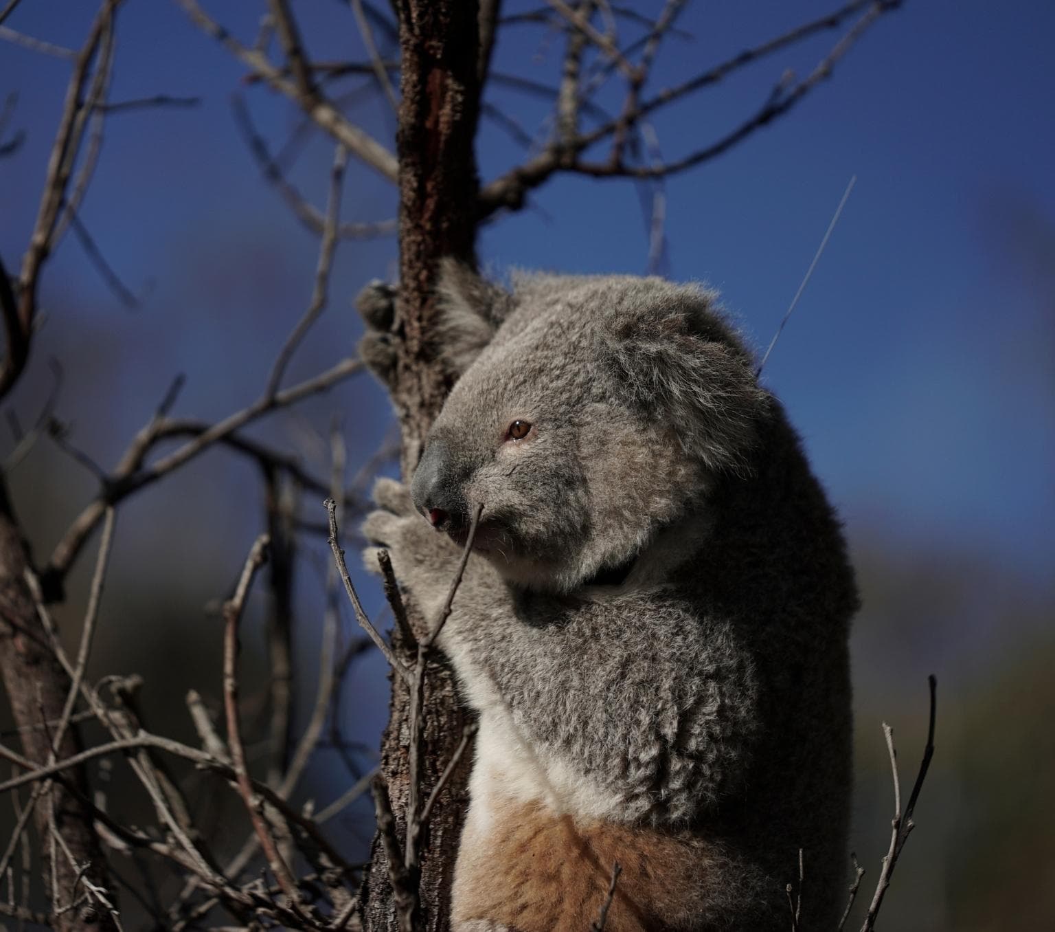 A koala clings to a tree in a forest.