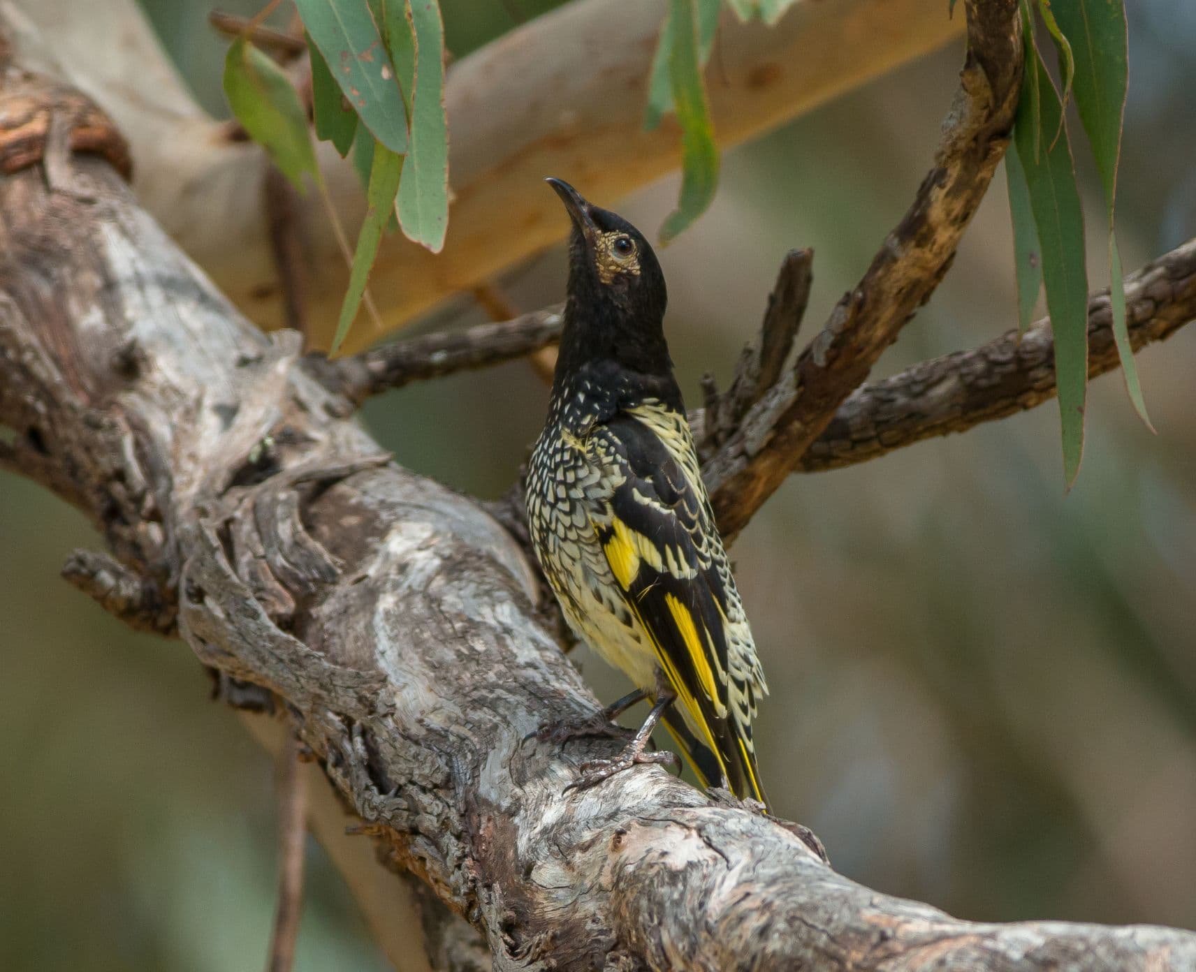A regent honeyeater standing on a tree branch.