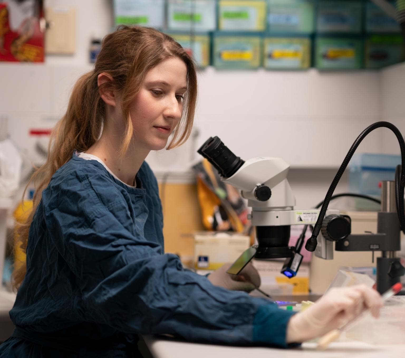 Hayley is wearing a blue lab coat and in a laboratory looking through a microscope