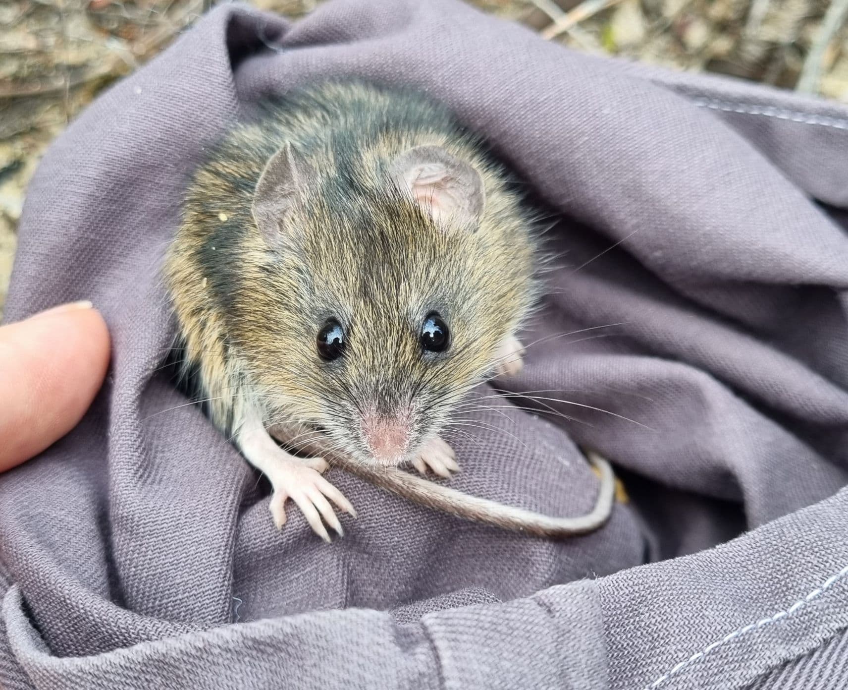 A Pookila in the field, sitting in a navy blue bag.