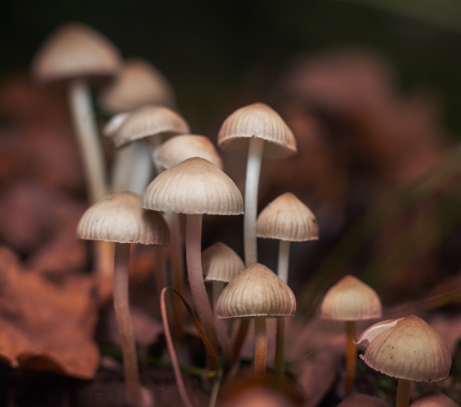 mushrooms in a field