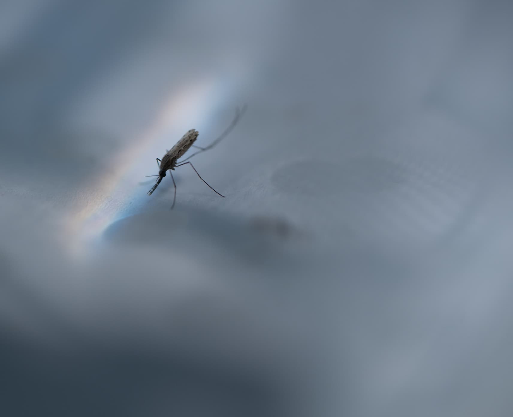 A certain type of mosquito responsible for causing malaria