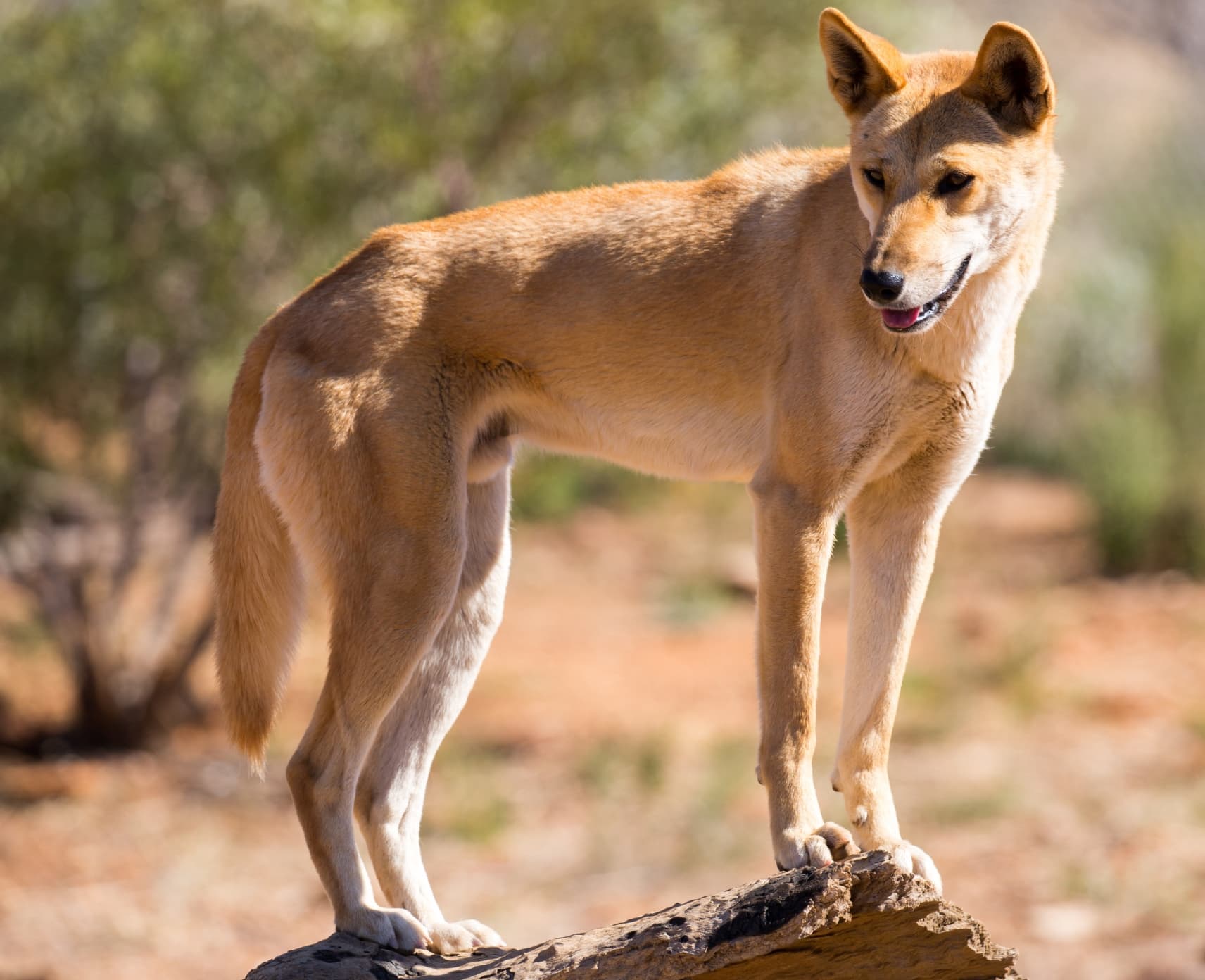 A dingo standing on a branch