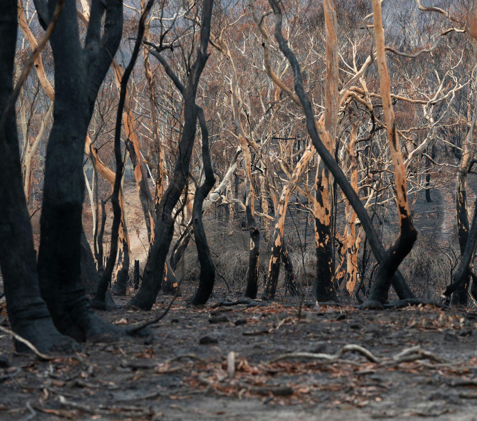 Array of burnt trees in a forest