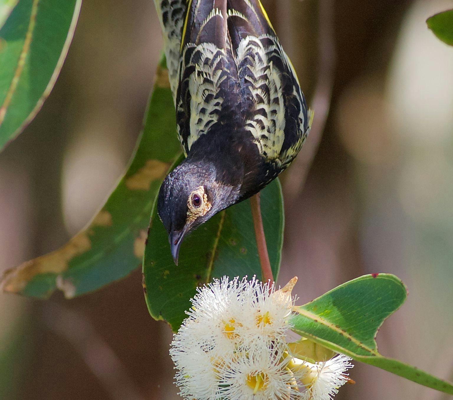 A close of a regent honeyeater bird in a tree branch..
