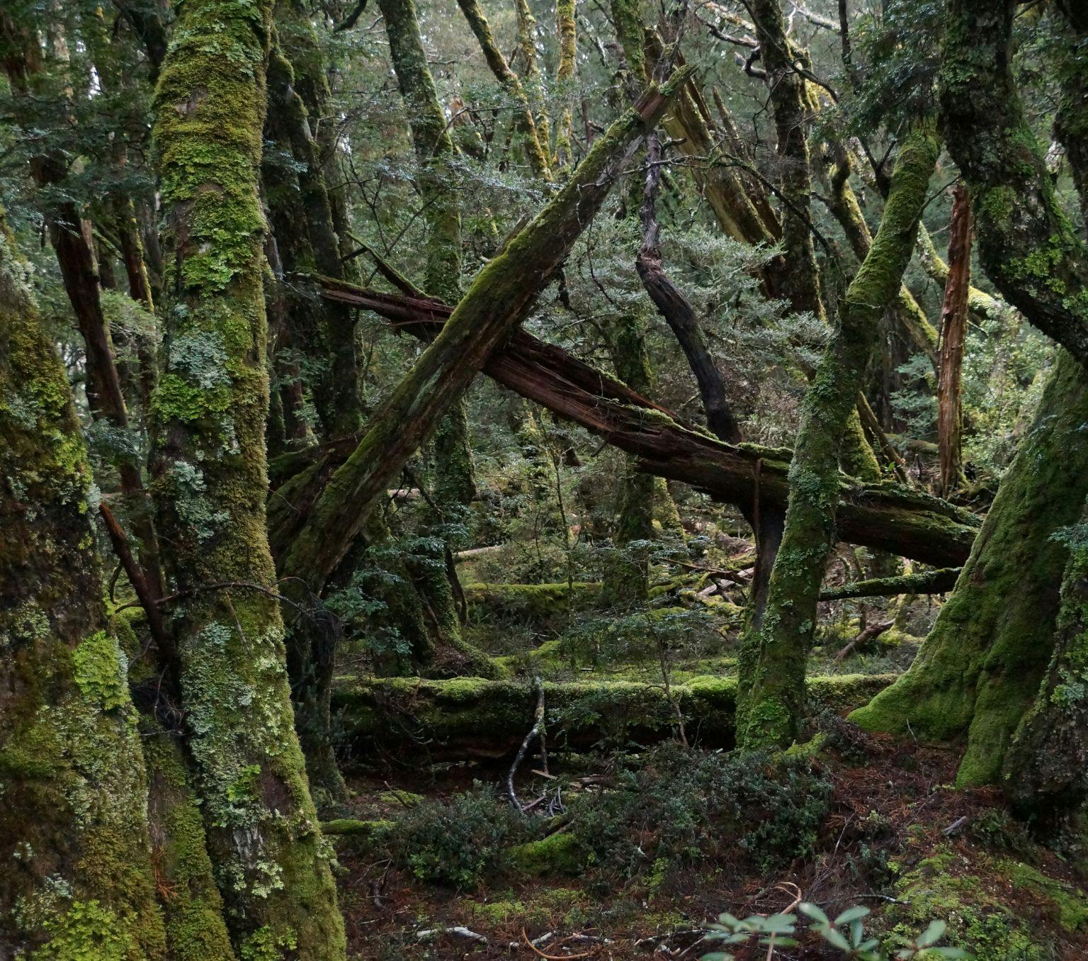 Dark green forest in Tasmania