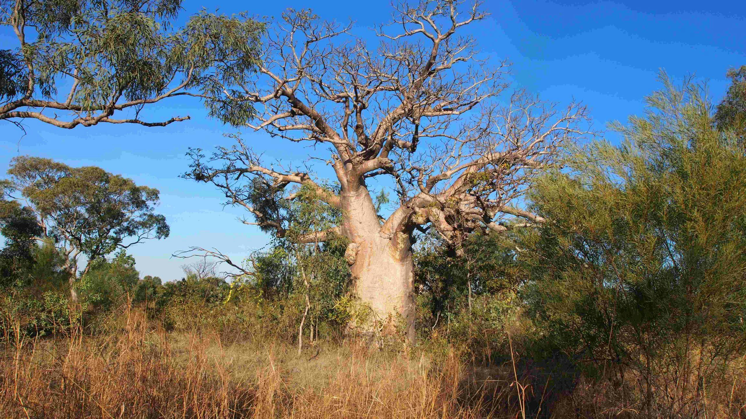 Boad tree with a large trunk is pictured among long grass and green tress in front of a blue sky