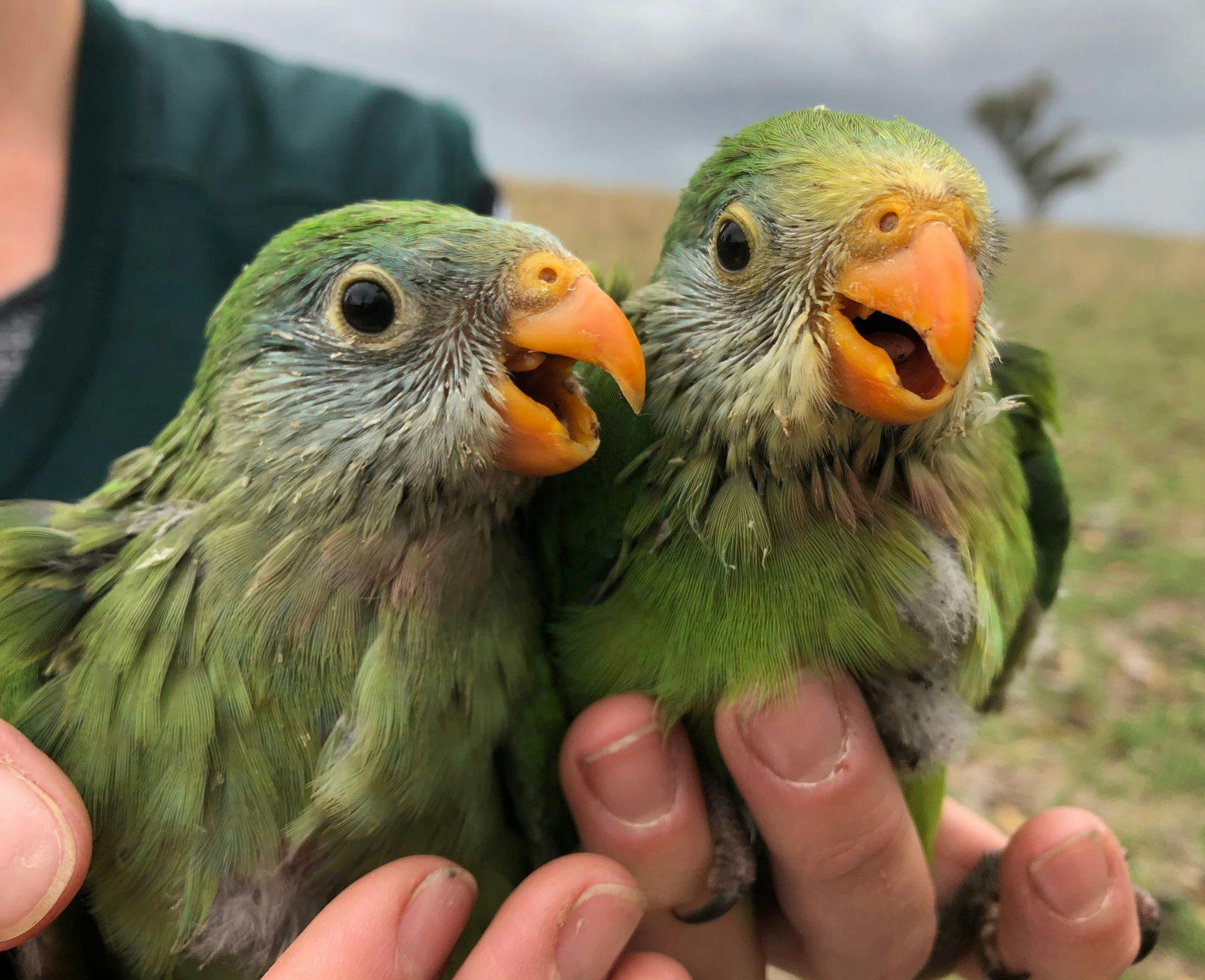 Close up of two superb parrots with green feathers and orange beaks
