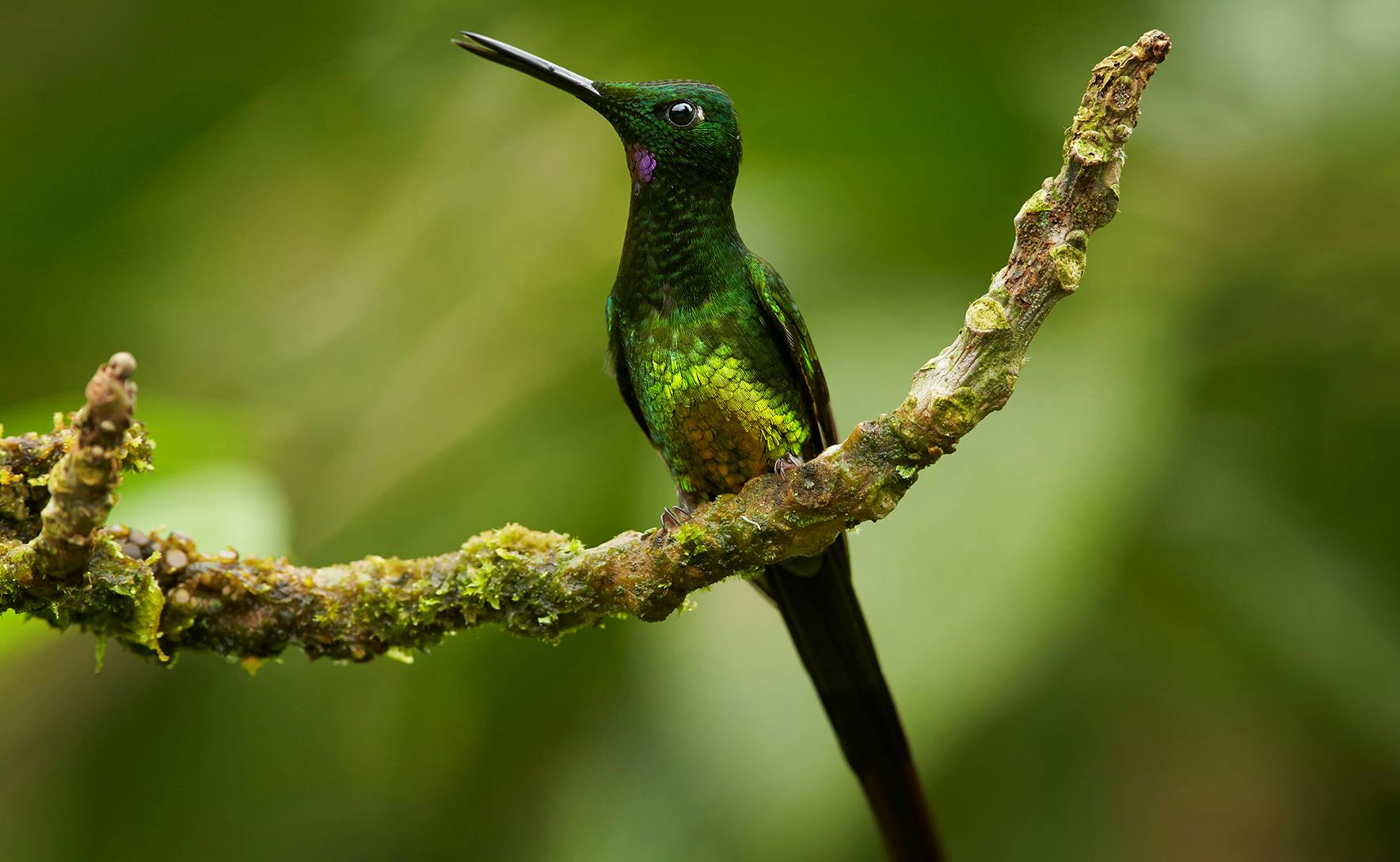 A deep green bird with a light green breast and dark green feathers and a long beak sits on a branch. 