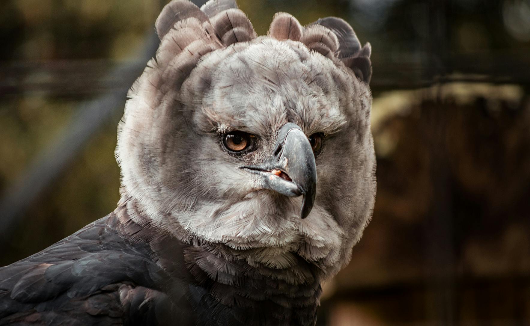 A close up photo of a light brown coloured harpy eagle. The bird has amber eyes and a sharp curved beak. 