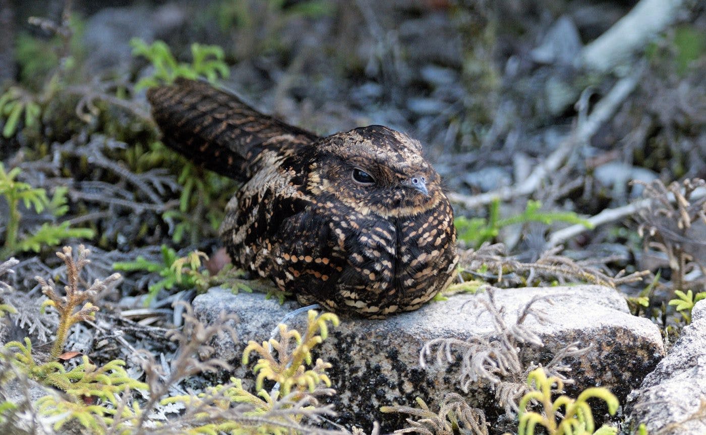 A dark brown bird sits nestled amongst rocks. The bird is sitting with its legs tucked under its body. 