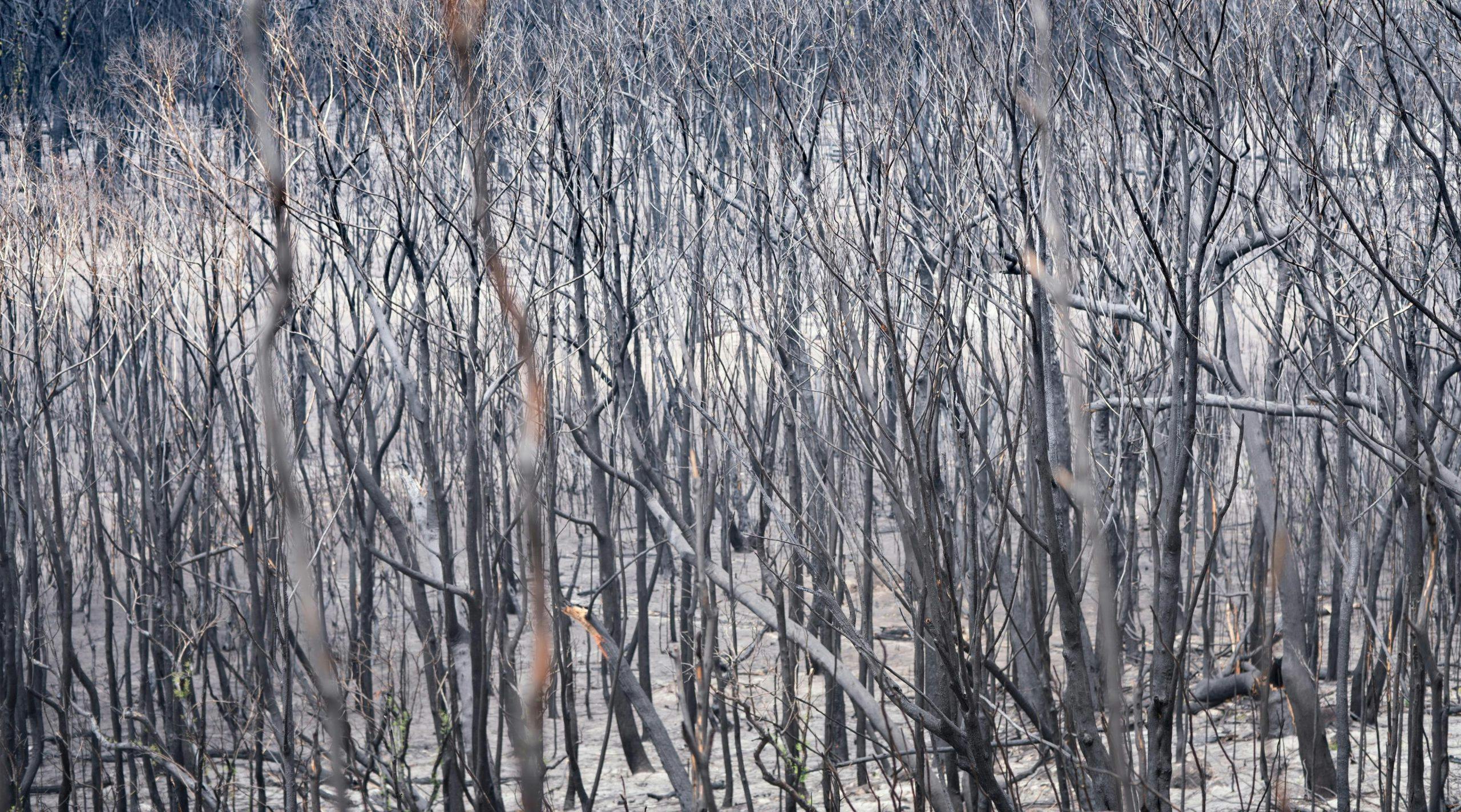 A mass of thin black charred tree trunks against a dusty grey landscape after a bushfire.
