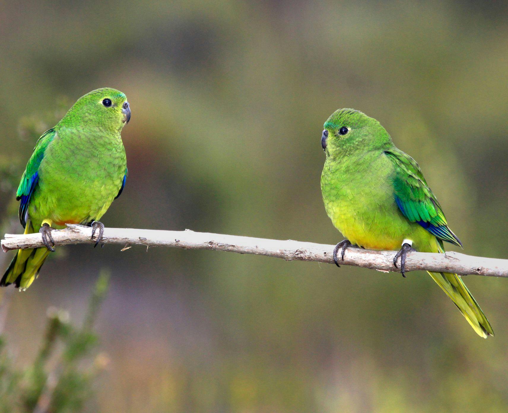 Two orange-bellied parrots sitting on a tree branch.