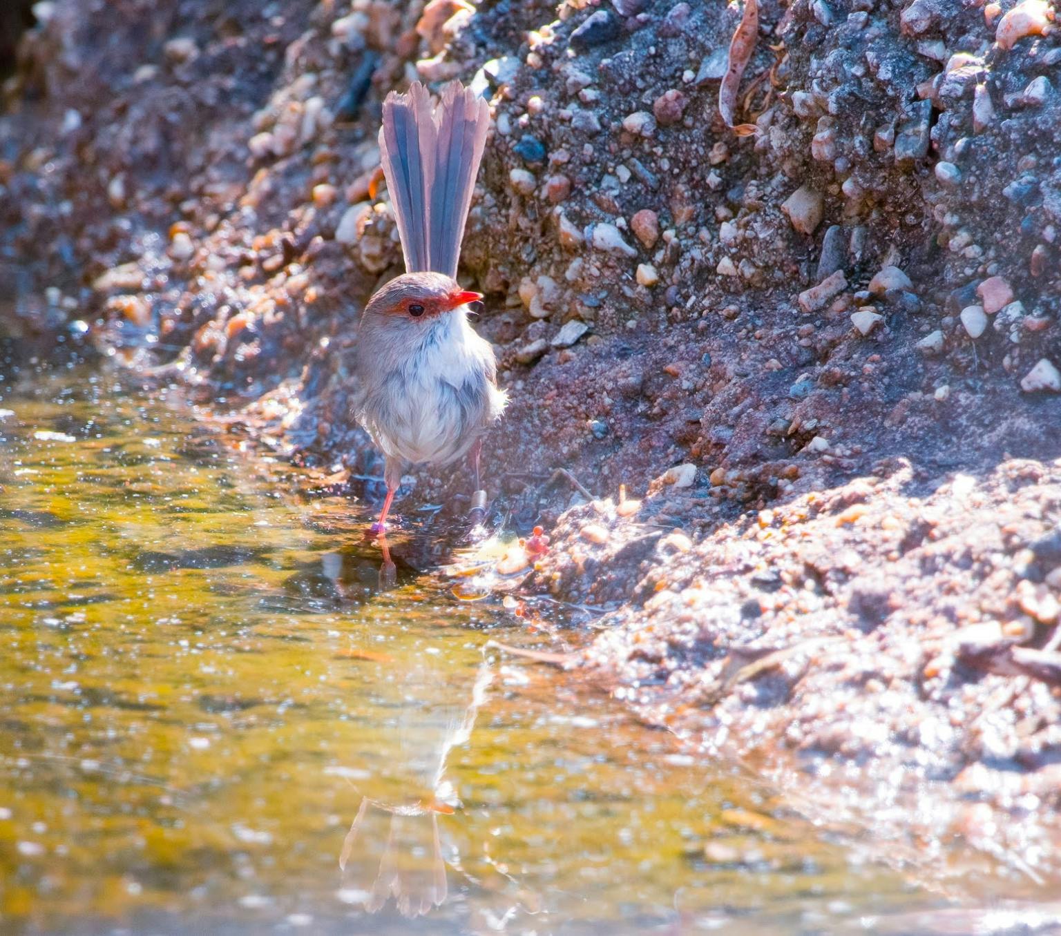 A superb fairy-wren bird cooling off at a creek