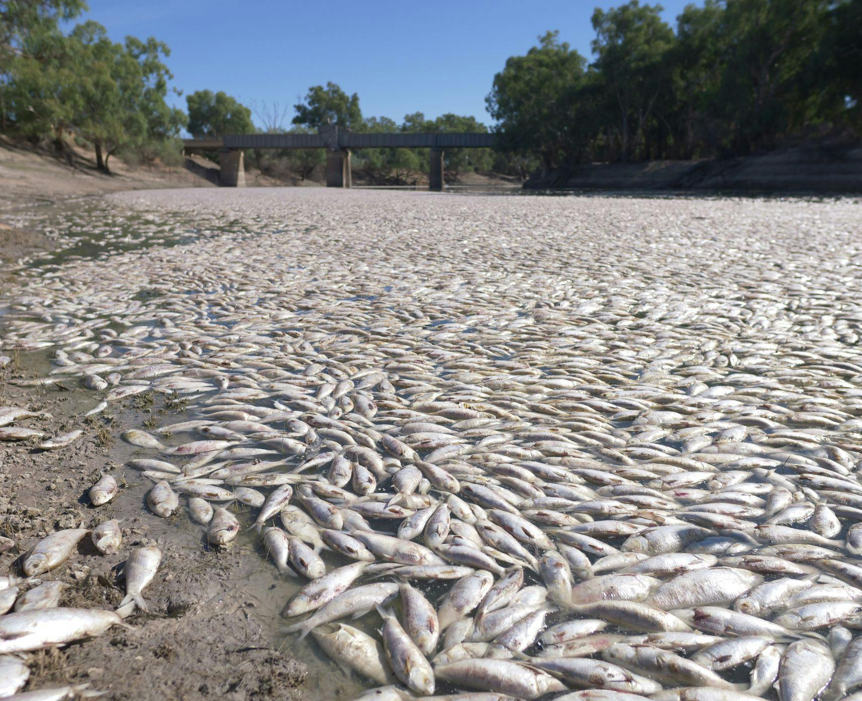 A blanket of dead fish covering the Darling-Baaka River on a blue sky day.