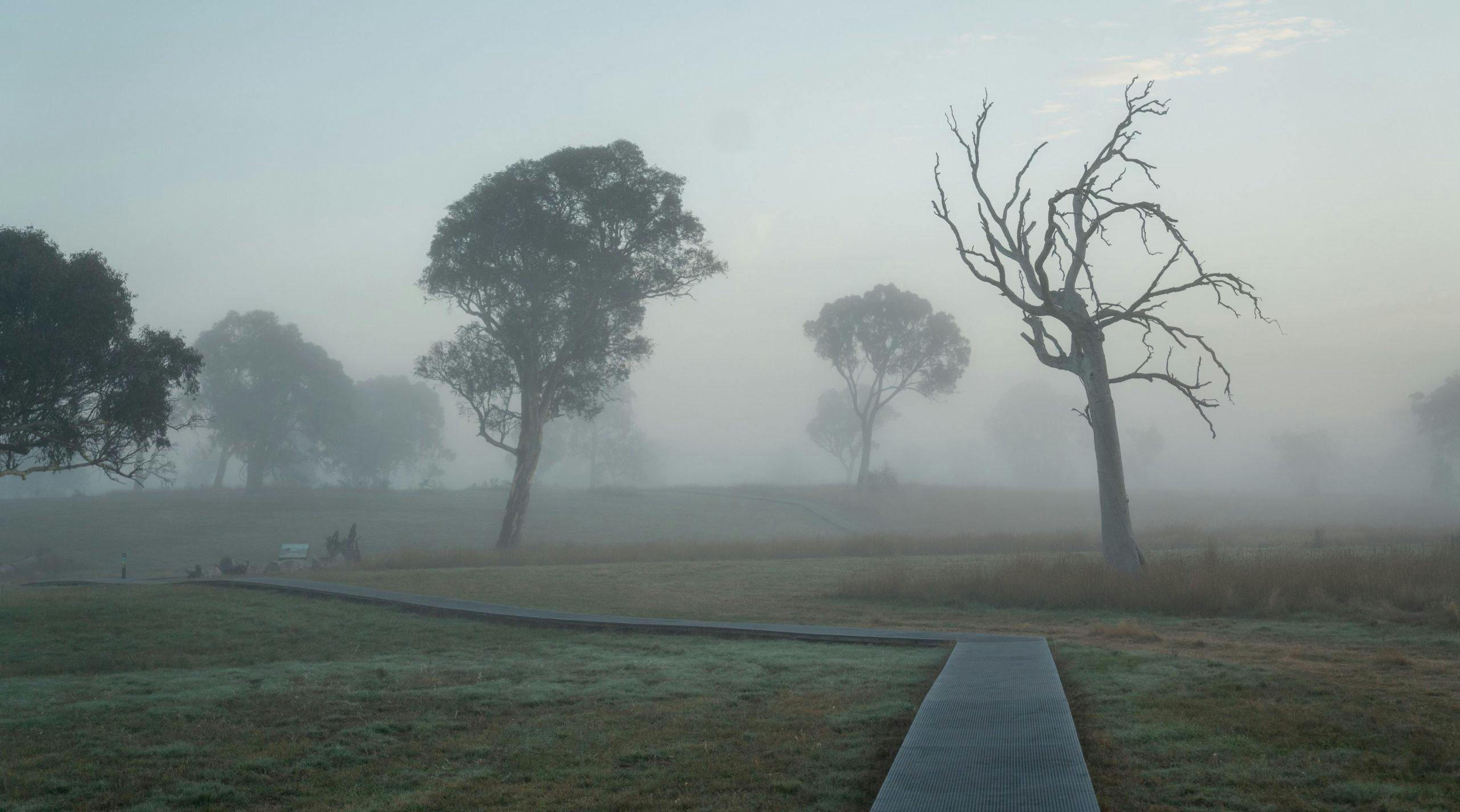 A wooden boardwalk leads across a grassy landscape. There are trees and fog in the distance.