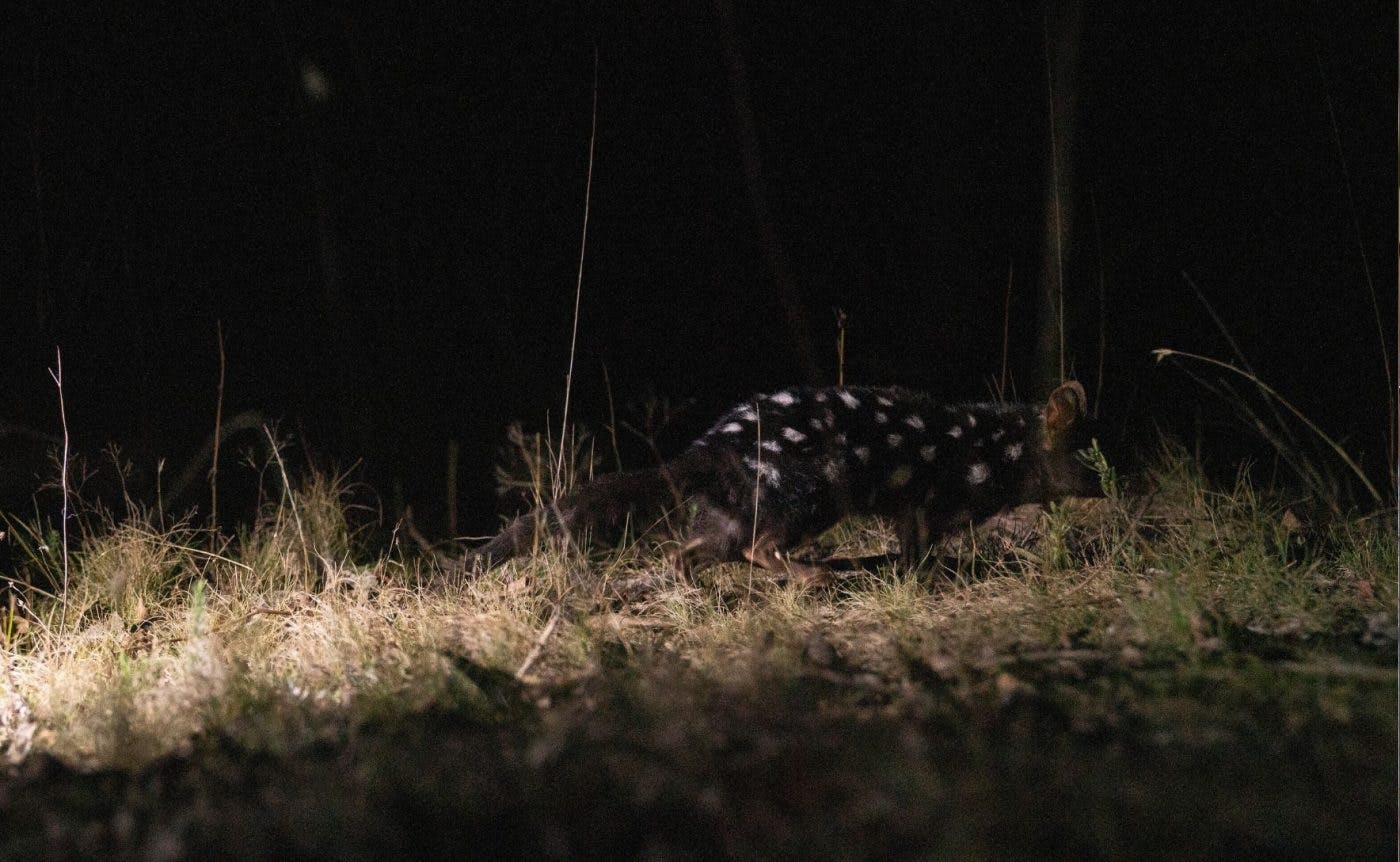 An eastern quoll in the grass at night. It has dark fur with white spots all over its body. 