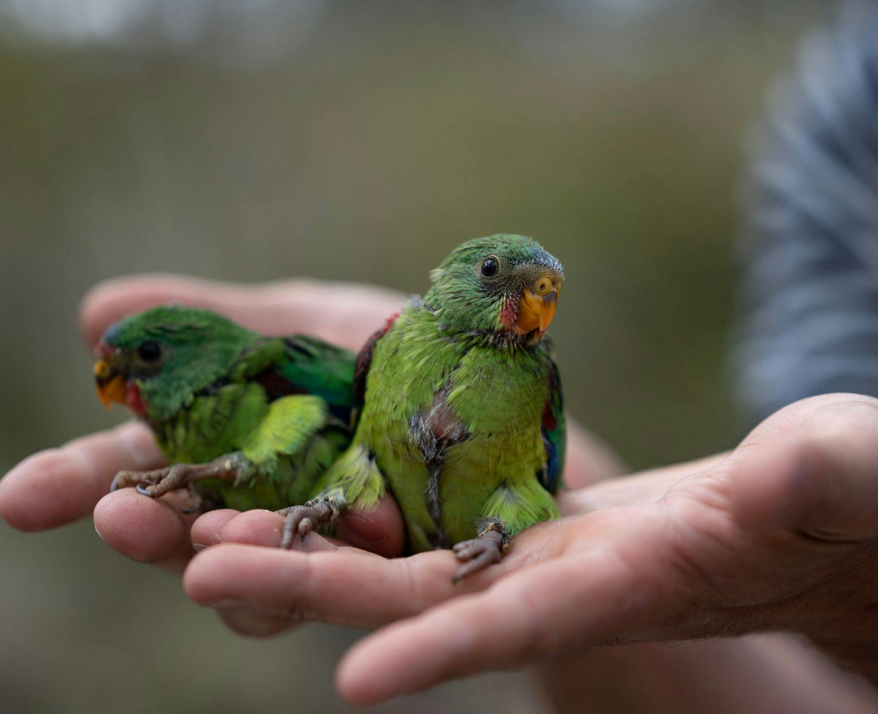 Two swift parrots sitting in an outstretched hand